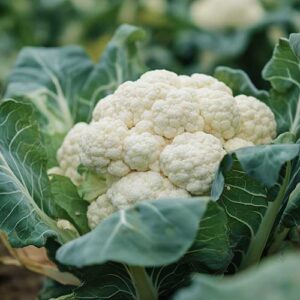 Cauliflower