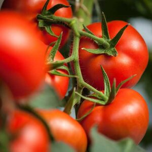 Tomatoes