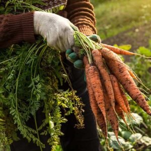 Carrots