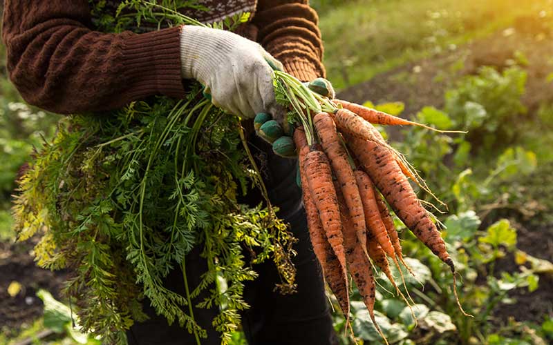 Carrots