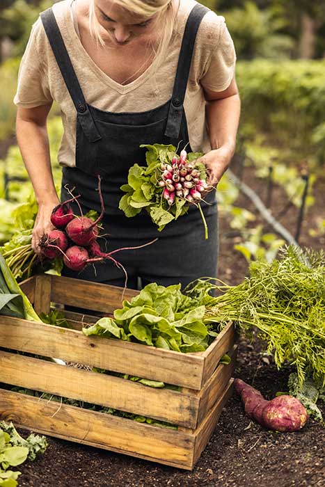 Harvesting vegetables